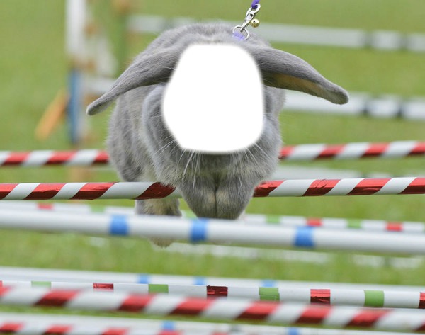 Lapin/Rabbit AGILITY Fotomontage
