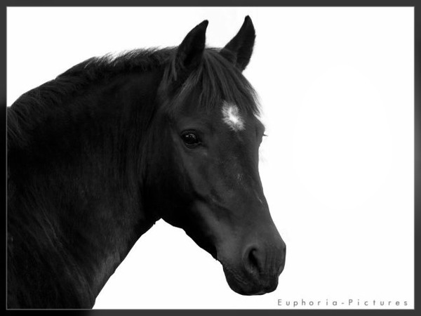 cheval Montage photo