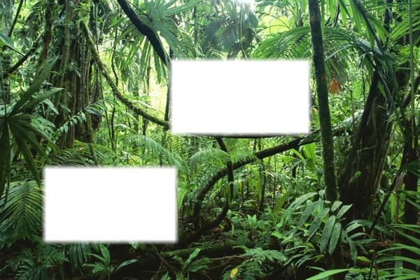 Wild Jungle Fotomontage