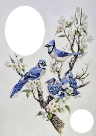 oiseaux Fotomontaggio