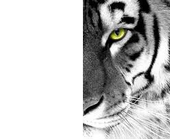 Tigre Blanco Fotomontagem