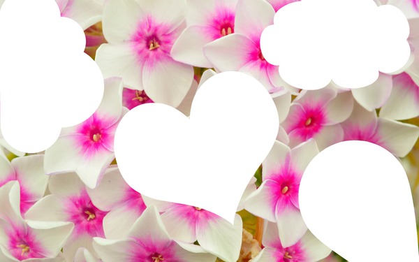 4 photos avec fleur blanche et rose Valokuvamontaasi
