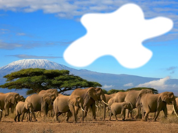 éléphants d'afrique Fotomontaža