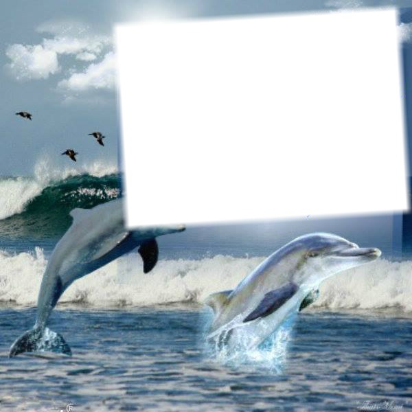 Cadre dauphins Montage photo