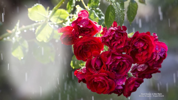 rose Fotomontaż