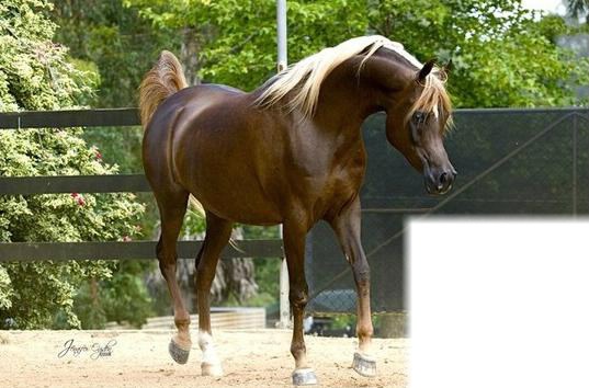 cheval arabes Fotomontaggio