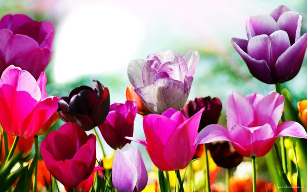 Tulipes Montaje fotografico