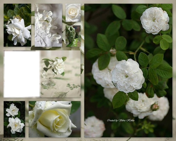 Les roses blanche Photo frame effect