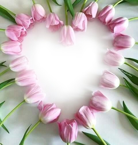 tulip heart Photomontage