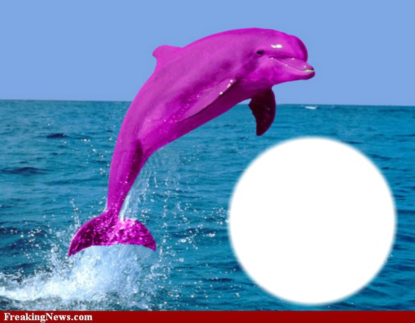 delfin Fotomontažas