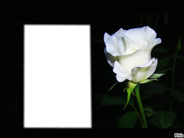 ROSE BLANCHE Montage photo