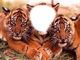 Tigre Photomontage