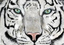 les larmes du tigre Photomontage