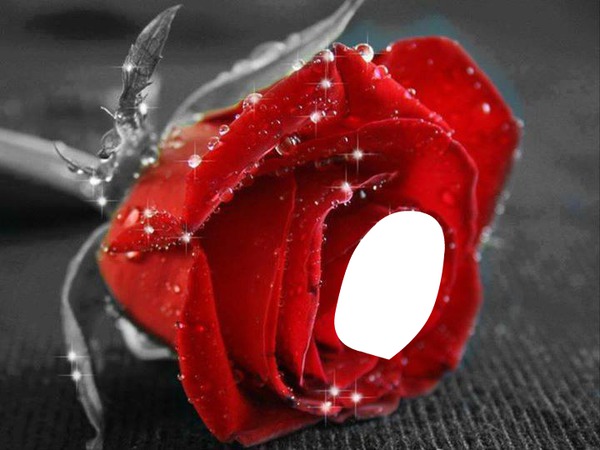 rose rouge Фотомонтаж