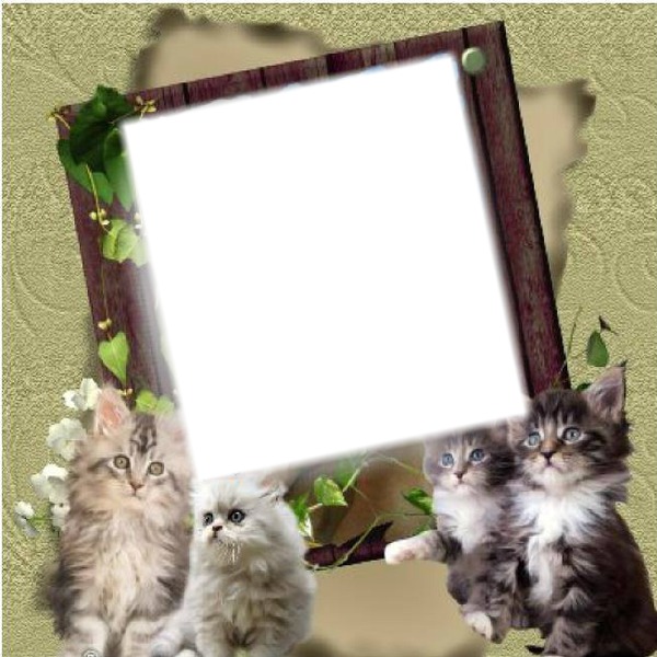 Cadre avec des chats Fotomontage