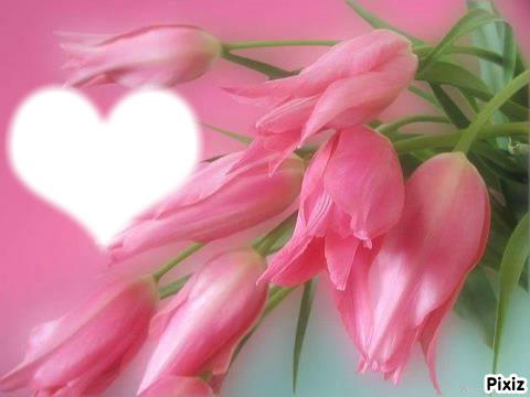 tulipe Фотомонтажа