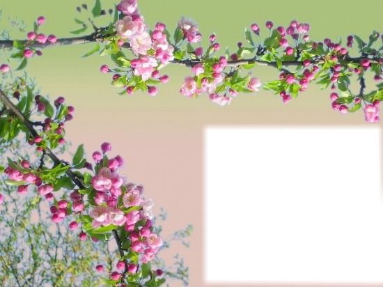 Cadre fleurs de pommier Photo frame effect