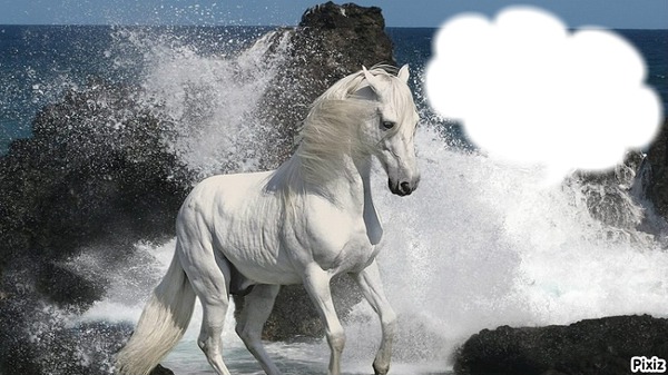 Beau cheval blanc Photomontage