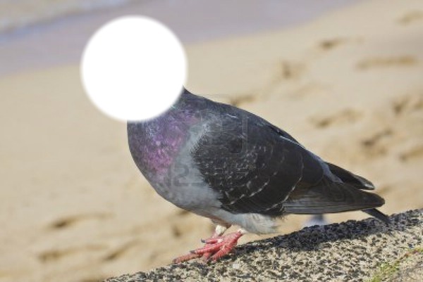 pigeon Фотомонтаж