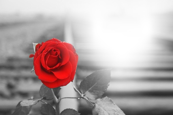 Rosa roja Fotomontáž