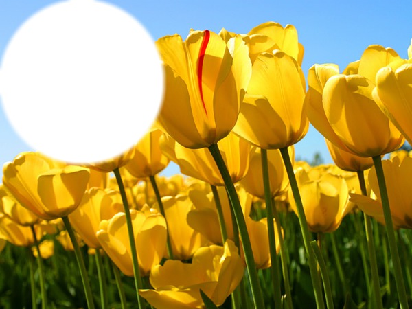 l amour des tulipes Photomontage