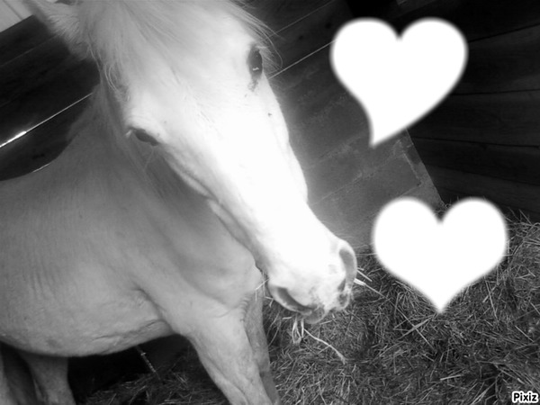 pour les amoureux des chevaux " ma jument " <3 elle que tu bonheur Fotomontažas