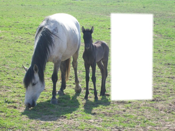 Maman et poney + moi Fotomontasje