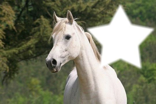 cheval Fotomontaggio