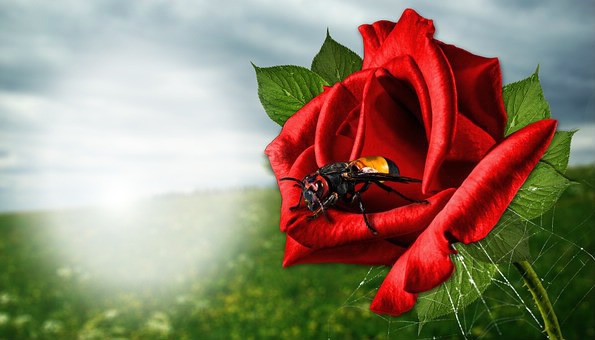 red rose bee fran frame Fotomontáž