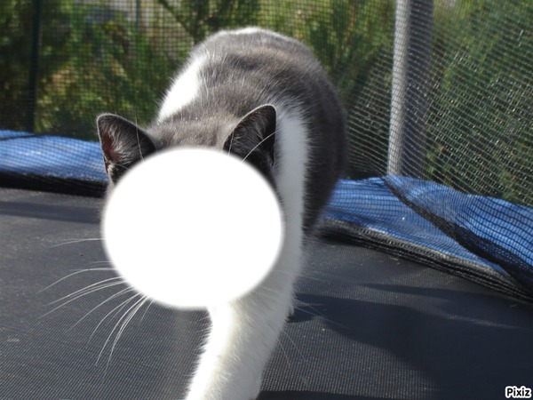 chat sur trampoline Фотомонтаж