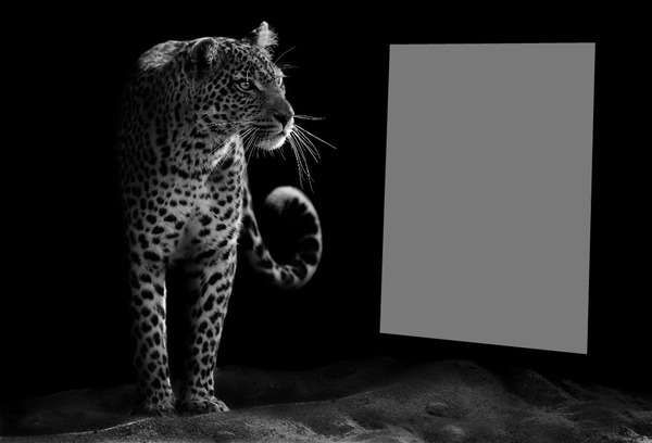 léopard Photomontage
