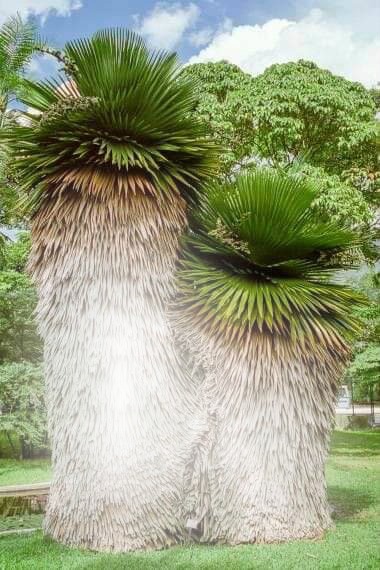 palmier Fotomontaż