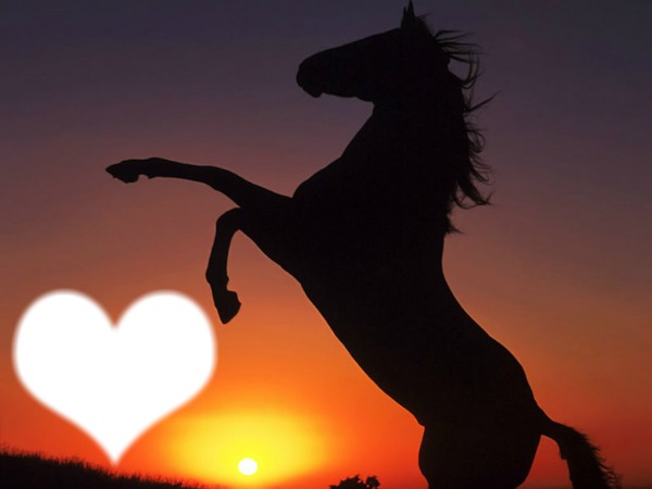 Amour de cheval Valokuvamontaasi