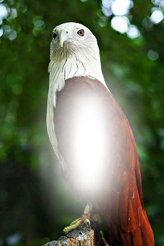 eagle Photo frame effect