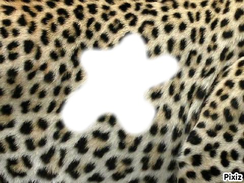 leopard Photomontage