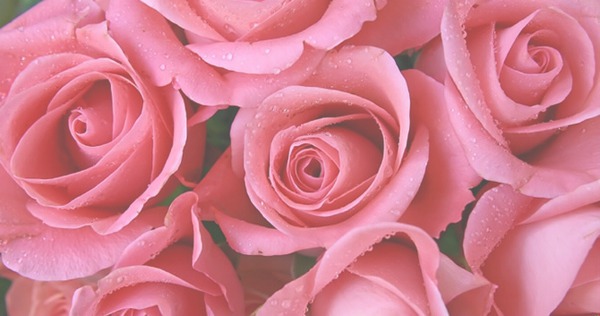 roses Fotomontasje