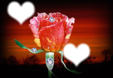 rose love Fotomontaggio