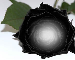 rosas negras Fotomontaža