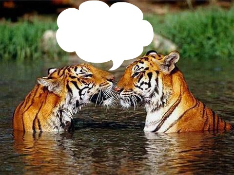 tigres Fotomontage