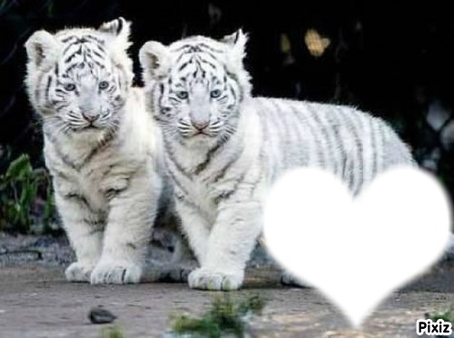 tigre blanc Fotomontāža