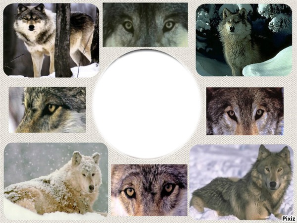 loups Montaje fotografico