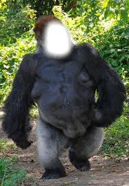 gorille tranquile Photomontage