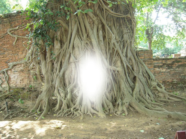 arbre Fotomontagem