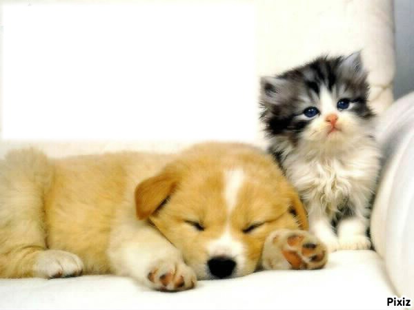 chiot et chaton Photo frame effect