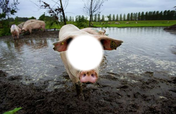 cochon dans la boue Montaje fotografico