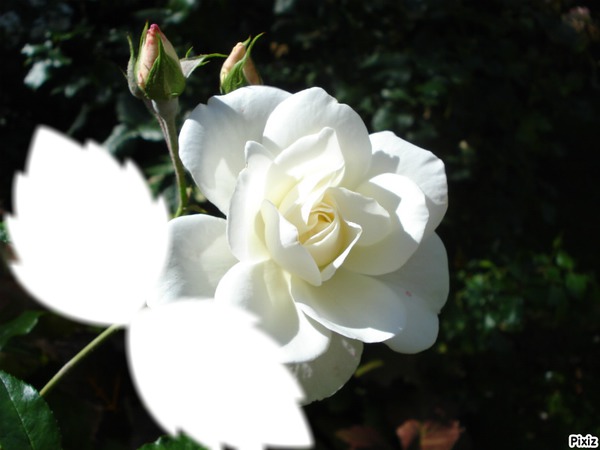 rose blanche フォトモンタージュ