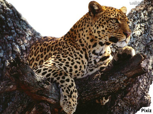 leopard Fotoğraf editörü