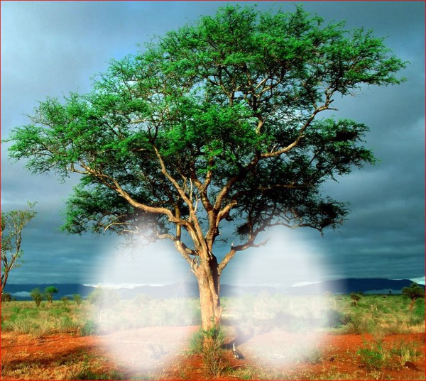 arbre de vie Montaje fotografico