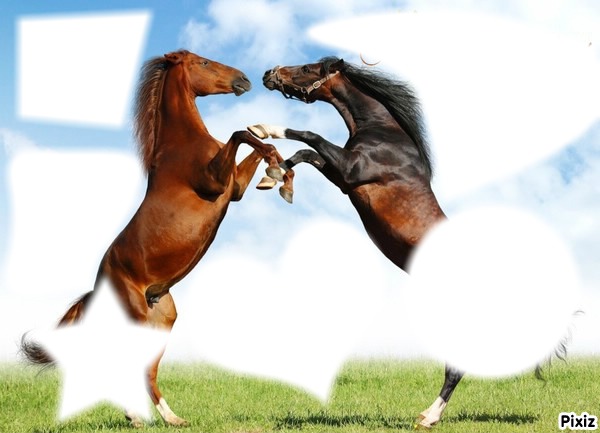 amour de chevaux Montaje fotografico