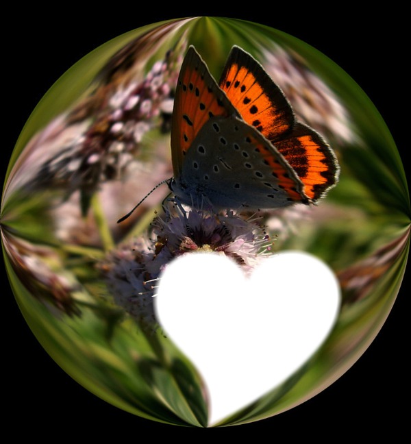 Mariposa En Esfera Montaje fotografico